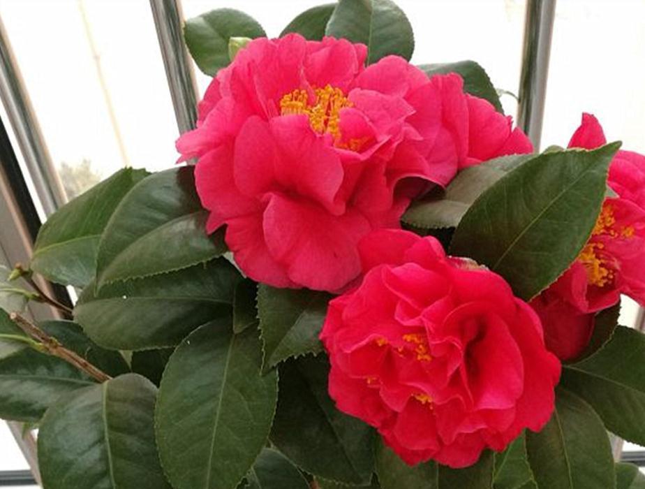 能够忍受零下30度低温的四季茶花,全年露养,打理简单,开花美