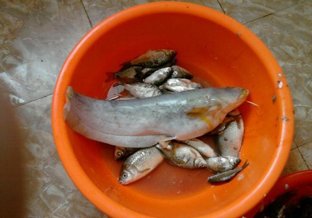 深海鱼|这三种鱼,或是“甲醛”和“重金属”的携带者,平时尽量不吃为好