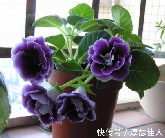 冬天养花:浇水有技巧,掌握4个要点,不黄叶不烂根,啥花都能活