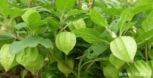 回忆|童年的回忆,吃过3种的叫叔叔,全部吃过的叫爷爷