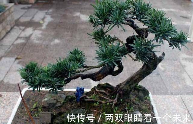 松柏类|3种名贵盆景山上遍地有,教你养护技巧,个个价值高造型佳