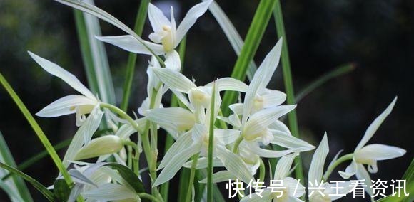 花卉|5种花“不吉利”,再喜欢也别放“室内”,你家若有,抓紧搬出去