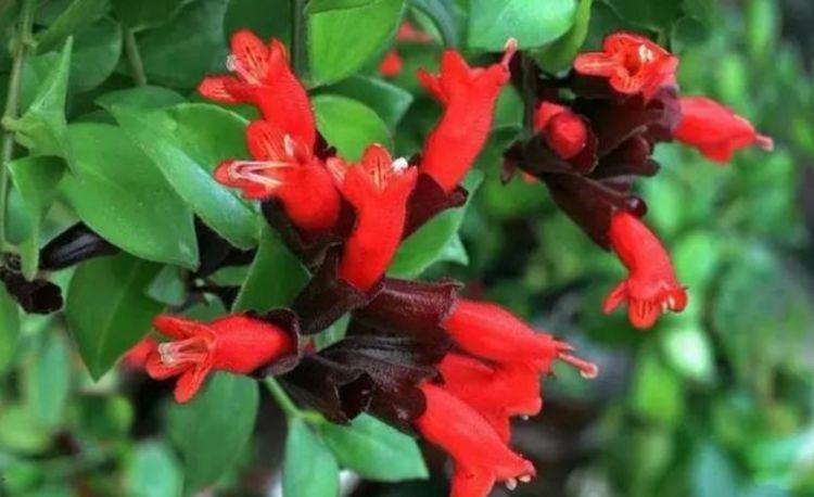 谁见了都喜欢的4种花,好打理,易爆盆,花开不断,还能旺财