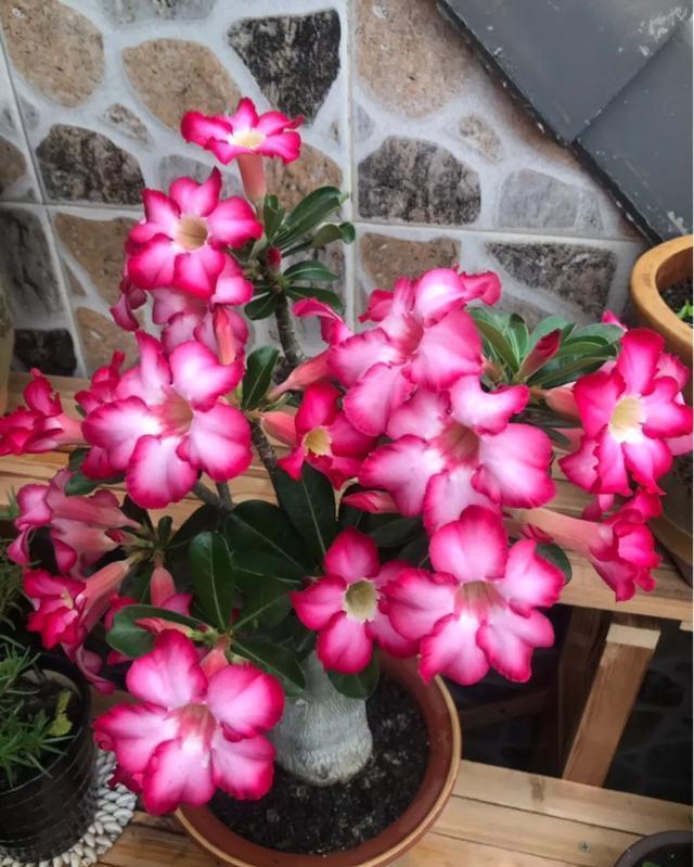 这花有个大肚子,里面全是水,1个月不浇照样活