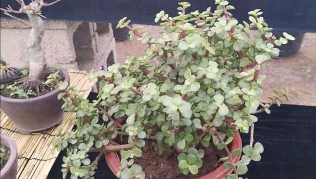 整形|养金枝玉叶,怎样修剪、整形,才能把它打造成更美观的盆景