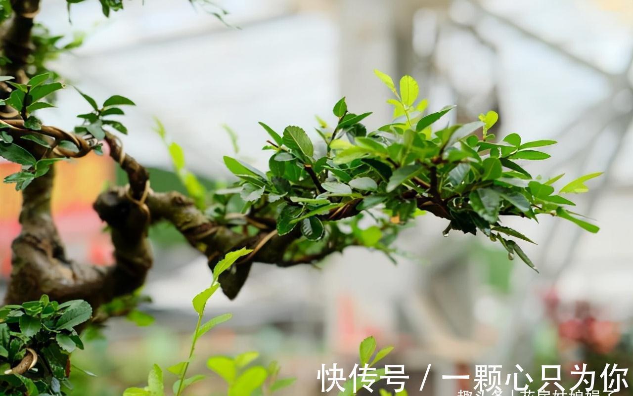 花卉盆栽就是这样被“玩”死的,要避开日常养护中常见的7个误区