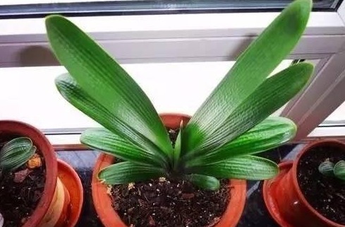 根系|君子兰黄叶、烂根、叶片歪斜、不开花等常见问题，该怎样办