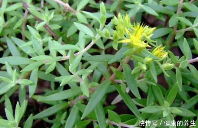 河边一“野草”,栽进花盆中,2个月爆盆,长大就成“心肝宝贝”!