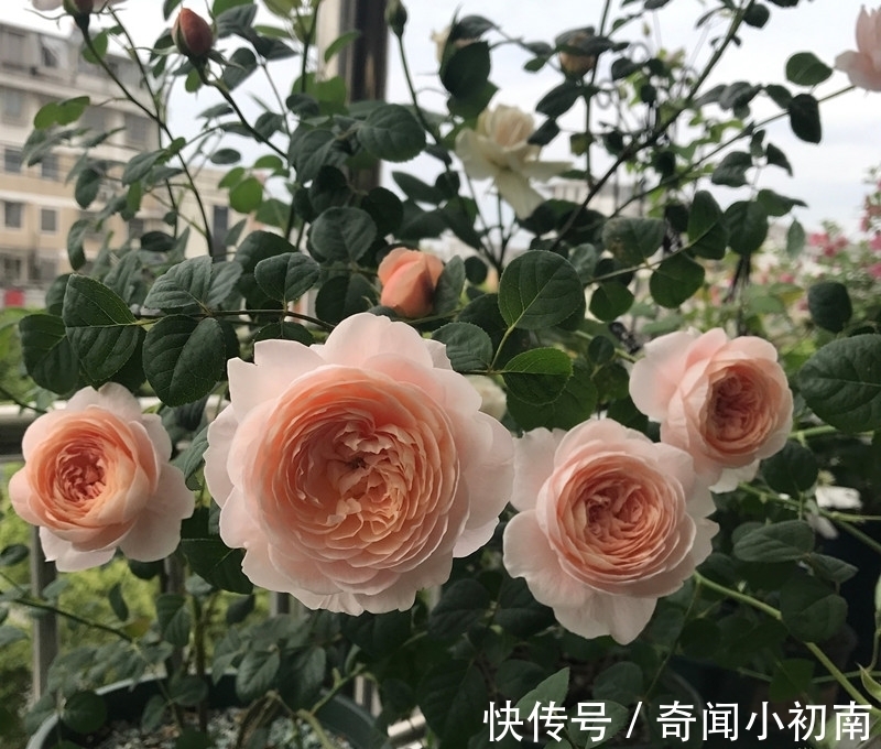 喜欢养花,不如养盆郁金香,花形似牡丹,超级好养