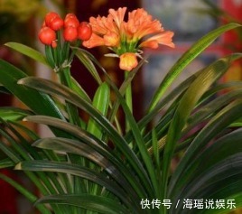 养花|家居养花最正确的君子兰浇水方式，不用施肥也能够花大色艳！