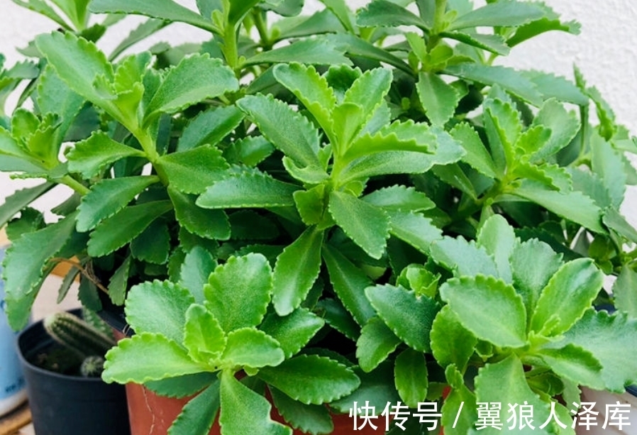 冬季浇花该注意什么?牢记4点不吃亏,不然就等着全空盆吧!