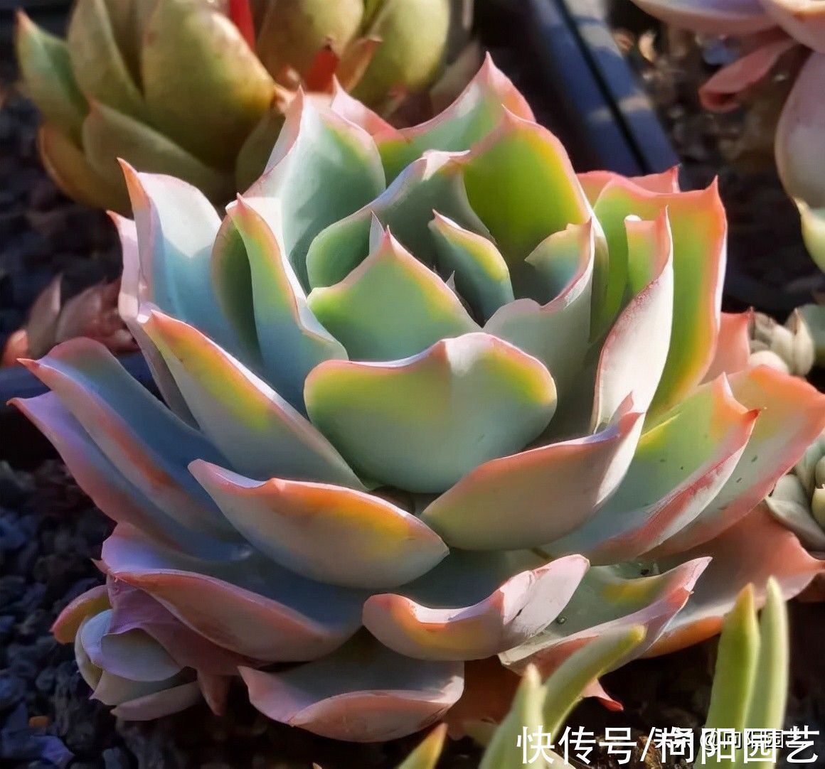 养多肉的4大“误区”,开春养多肉,最好不浇水,干土不烂根