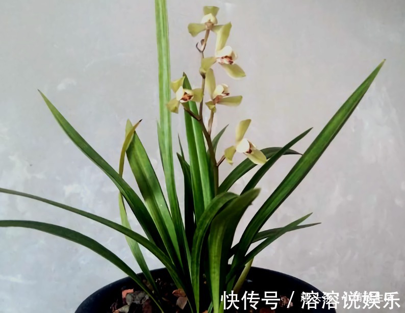 新手养兰花,要注意3点,先学会怎么养不死,再学怎么养好