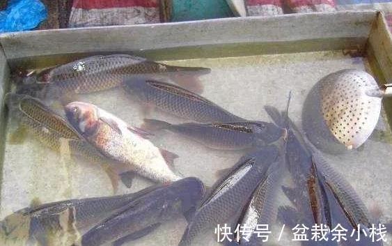 营养|这3种鱼自带重金属，价格虽然便宜，但营养低伤身体，别乱吃！