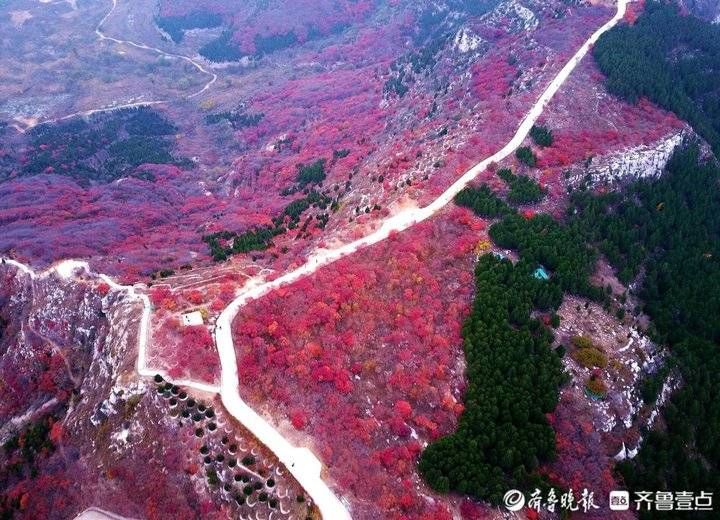 齐鲁壹点|济南东外环“怪坡”处，一座山都红透了