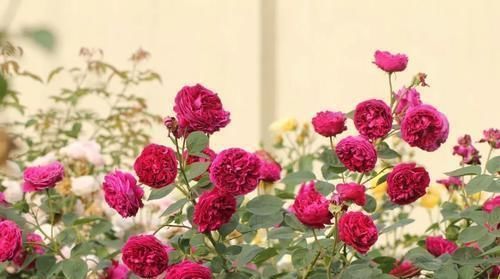 这五种花在春天剪枝，剪错了一年不开花，生长也受影响