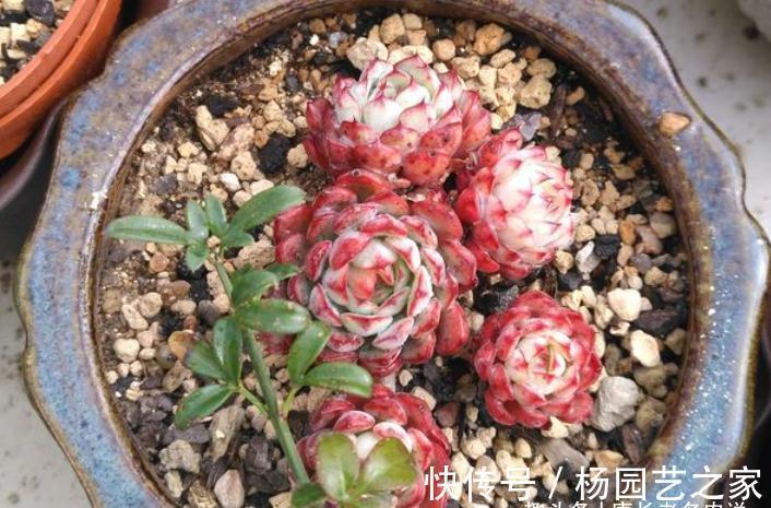 我说姬莲系多肉全都是“大美妞”，不服来看看这粉嫩可爱的劳埃德