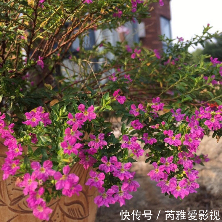 阳台养花,试试3种花中美品,花开美艳娇嫩,寓意吉祥美爆阳台