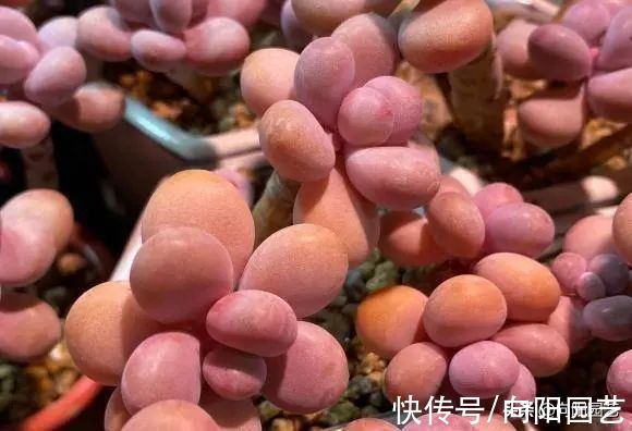 紫乐|大棚主推荐的12种多肉，“好养皮实”，新手必备，价格还便宜