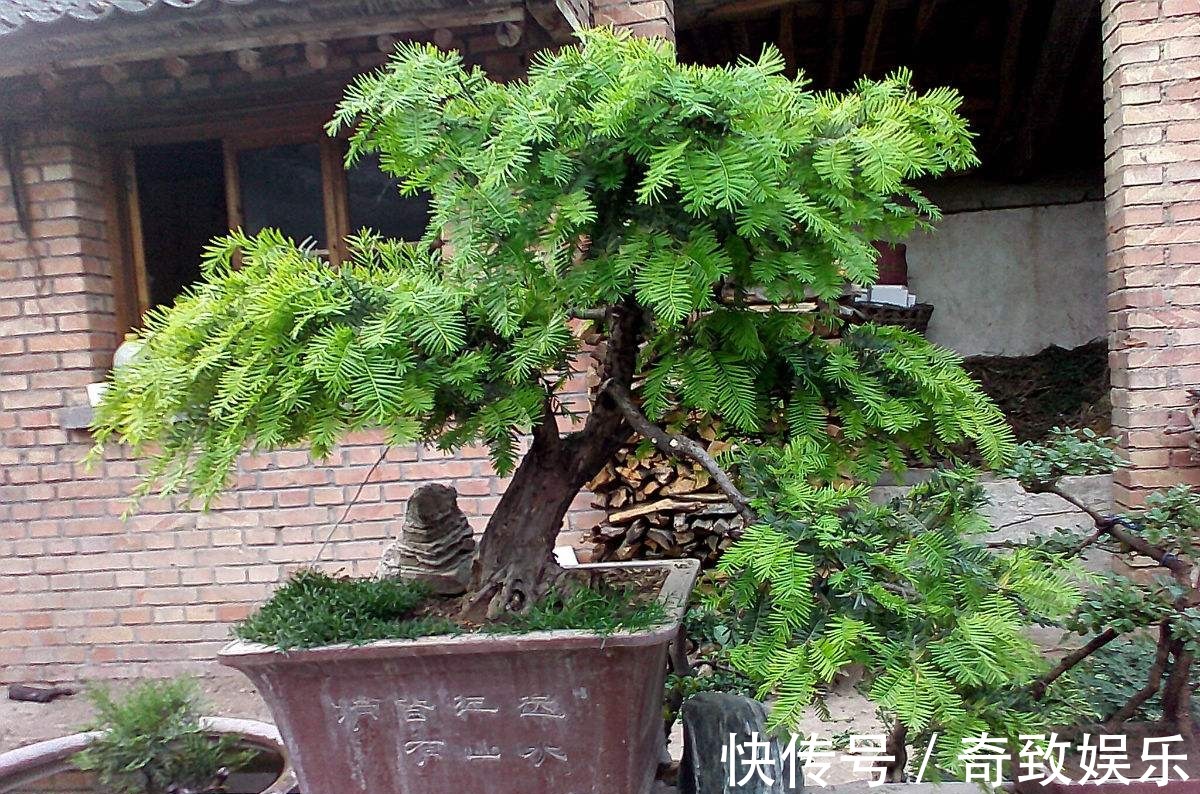 3种“贵树”,剪根枝条插土里,20天生根,3年长成“高价盆景”