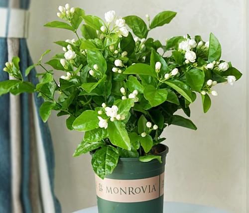 茉莉花花苞少怎么办？4步照着做，花苞窜不停