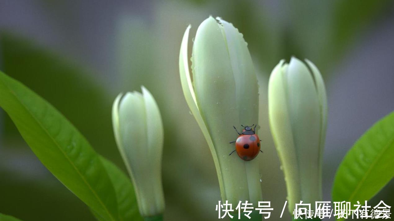 文心兰文心兰|4种香味超然的花卉，家里养几盆，改善家居空气