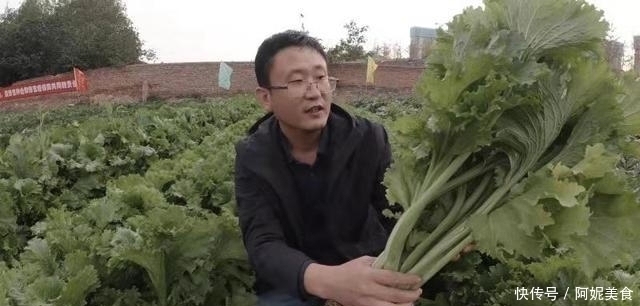 有一种青菜包饺子特香，却很少人认识，种上一点，能吃上大半年