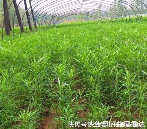 茼蒿|不识货的人,以为这种野草是茼蒿,其实名叫藜蒿,营养价值更高