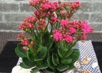 长寿花的养护绝招,这样养叶片长得比手掌还大!