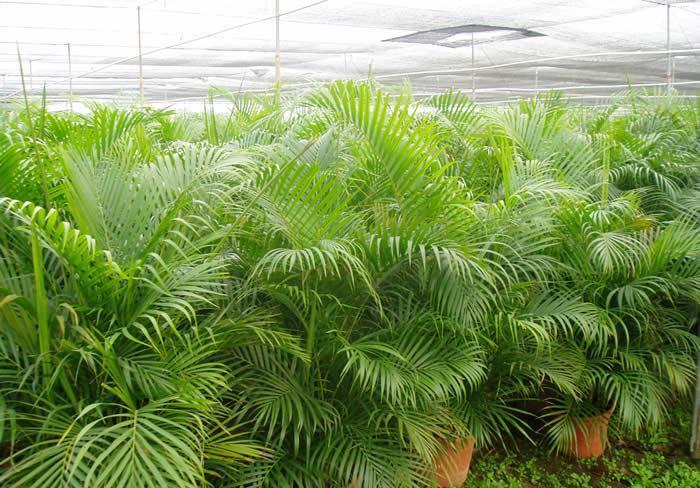 盆栽散尾葵叶片不够油绿,做好这些事情,生长旺盛叶片亮绿