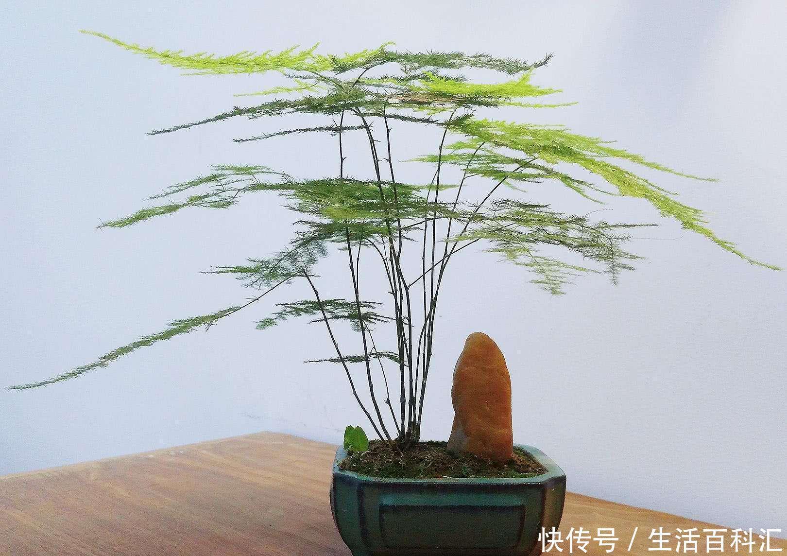 风水|家里养上5种“竹”，吉祥“好运”，清雅大气，添福又添丁