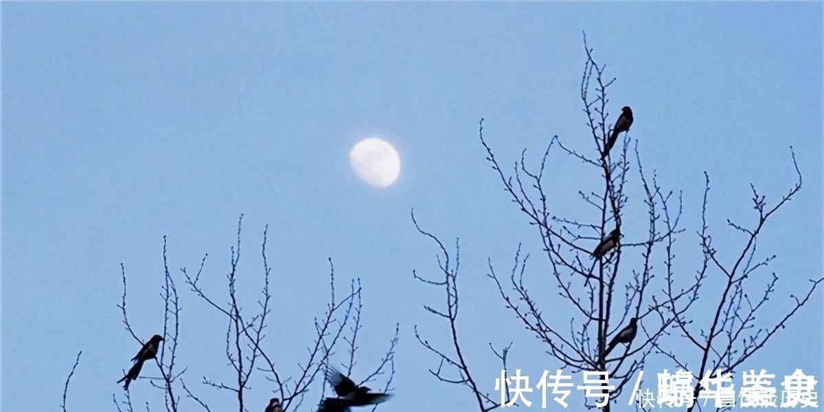 鸣蝉&辛弃疾一首《西江月》，写出了乡村夏日夜晚景象，农村孩子都见过