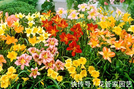 这六种花不怕冷,而且好养易活,冻一冻反而长得更好