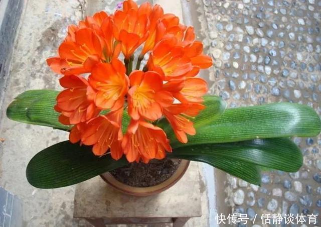 开春别换盆了，这7种东西撒土里，花吃了新叶子呼呼冒！