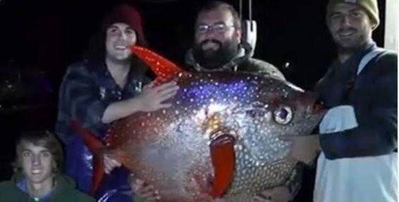 象征|在日本这鱼被做成美食,在欧洲,捕捞到这种鱼却要放生,象征好运