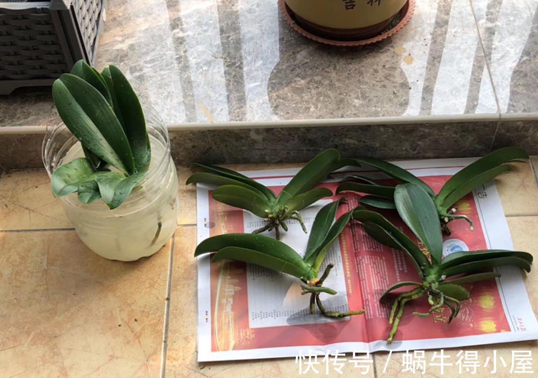 金枝玉叶|30℃以上,10种花就先别养了,买一盆死一盆,别怪我没提醒你