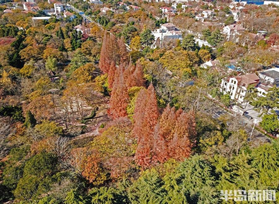 八大关景区|初冬青岛，“颜值”在线！