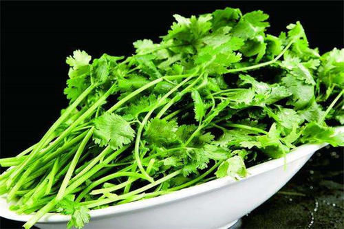 叶子|香菜保存有窍门,放一年叶子依旧翠绿新鲜,不变味,太实用了