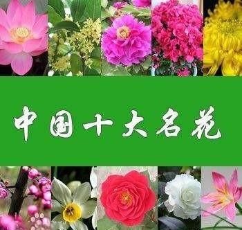  中国|中国十大名花包括哪些花？