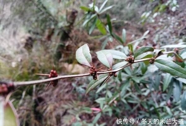 农民|农村的野草全是刺,农民看到就砍,现在变成稀罕货,人称豪猪刺