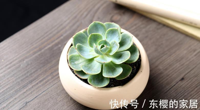 多肉|天热玉蝶会摊大饼,该怎么办?办好3件事,长出莲花头