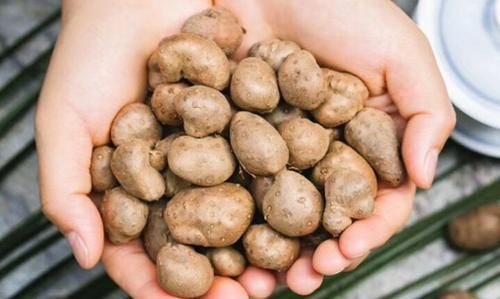 “山药豆”是山药的根须吗？哪个营养好，很多人不知道，涨知识了