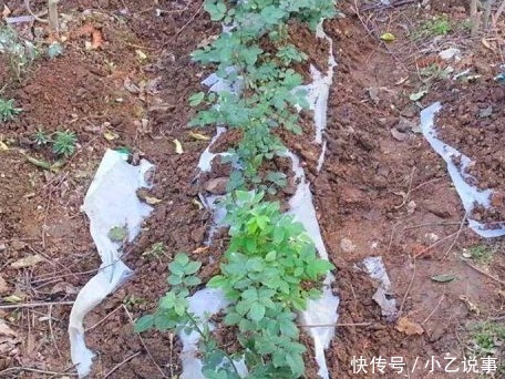 10种花,别着急往屋里搬,放外面冻20天,明年开花才旺