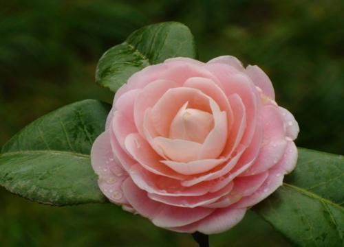 茶花在开花期间养护不能大意，做到“三个不”，才能免掉花苞