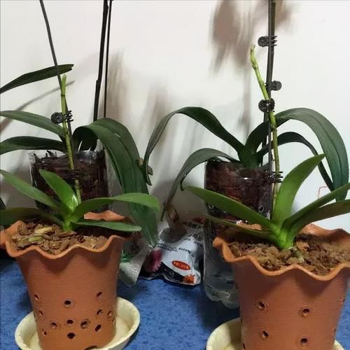 年宵花|蝴蝶兰“烂大根”？秋天剪一剪泡个澡，照样开成花中“美王后”