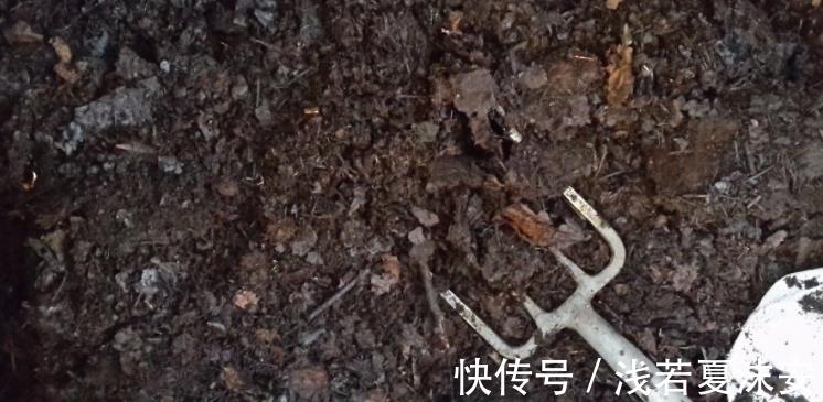 树桩|挑战用树桩打造盆景,满足这3要求,个个美如画、增值不少