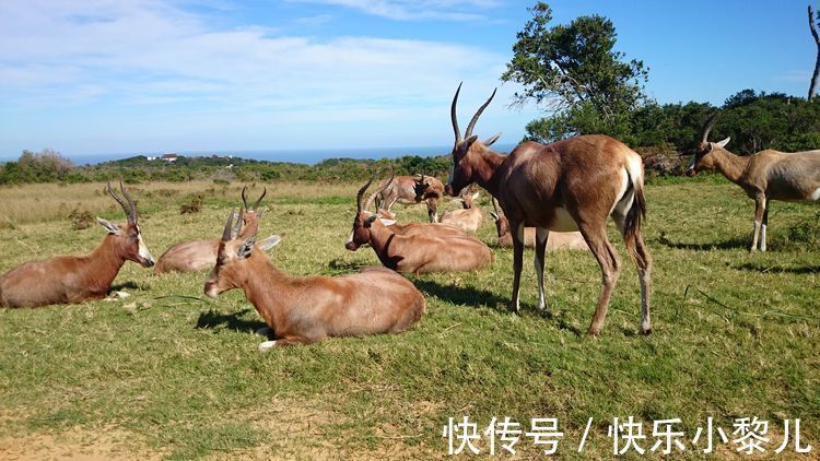 生肖猴|1月份开局一片红，事业扭转乾坤，旗开得胜，会前程似锦的生肖