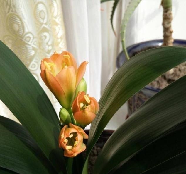 养君子兰用这个小妙招,开花多、新叶多、不夹箭,叶子绿的发光