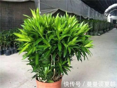 一叶兰|卫生间里面味?那就养几种植物,既耐阴又可以祛味!