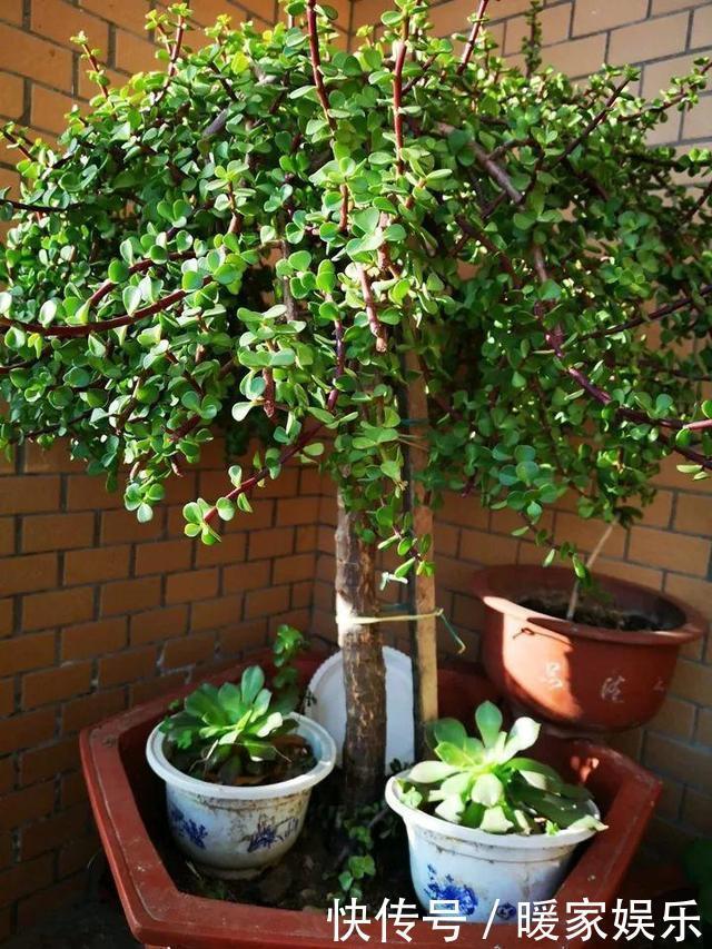 金枝玉叶又能派上“大用场”,嫁接几根太阳花,变成老桩“花柱”